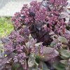 Sedum%20telephium%20Dark%20Magic01s