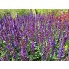 Salvia%20nemorosa%20Caramia01