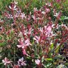 Gaura Pink Budget01s