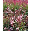 Gaura%20Pink%20Budget01