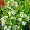 phlox white1m1