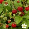 fragaria andy alls m
