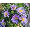 Aster%20novi belgii%20Woods%20Purple01