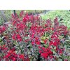 Lobelia%20speciosa%20Starship%20Scarlet03