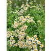 Tanacetum%20parthenimu01