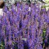 salvia s.d.b.1m1