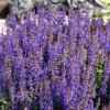Salvia%20nemorosa%20Salute%20Deep%20Blue01