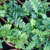 Polystichum%20acrostichyoides01s