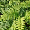 Dryopteris remota01s