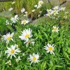 Leucanthemum%20Alaska01s