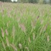 Pennisetum%20alopecuroides%20Compressum%2001s