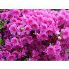 Azalea%20Enzett%20Schrammstein%2001
