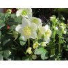 Helleborus Christmas Carol 02