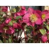 Helleborus Annys RED 01