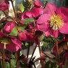 Helleborus Annys RED 01 s