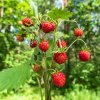 fragaria mignonette 1m
