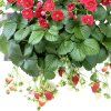 fragaria summer brezze rosa 1m