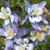 Aqulegia caerulea Heavenly Blue 01