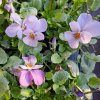 Viola cornuta Endurio Pink Shades01ctv