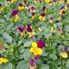 Viola cornuta Endurio Yellow with Red Wing01ctv