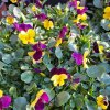 Viola cornuta Endurio Yellow with Red Wing02ctv
