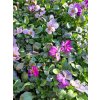 Viola cornuta Endurio Pink Shades02