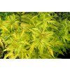 Sambucus racemosa Sutherland Gold 01