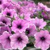 Petunia%20x%20Famous%20Lavender%20Blush01