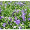Campanula carpatica Deep Blue02