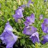Campanula carpatica Deep Blue01ctv