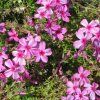 Phlox subulata Alexander Surprise 03ctv
