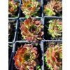 Sempervivum hybridum Granada 01