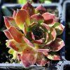 Sempervivum hybridum Granada 01ctv