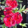Dianthus Dynamic Dancing Flamenco02