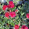 Dianthus Dynamic Dancing Flamenco01ctv
