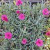 Dianthus Dynamic Dancing Rumba01ctv