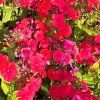 Phlox paniculata Younique Red02