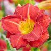 Hemerocallis Booby Ruby01
