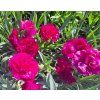 Dianthus Dinamic Violet 2502b