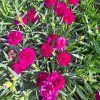Dianthus Dinamic Violet 2501ctv