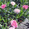 Dianthus Dinamic Pink to White02ctv