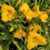 Hemerocallis Bakabana01