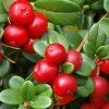 Vaccinium Miss Cherry01