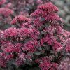 Sedum telephium Seduction Cherry Chocolate02