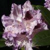 Rhododendron%20Blue%20Peter