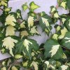 Hedera%20helix%20Goldheart