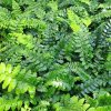 Polystichum polyblephalum01s