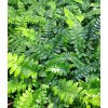 Polystichum%20polyblephalum01b