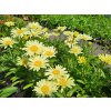 Leucanthemum%20Brodway%20Lights02