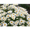 Chrysanthemum%20maximum%20Snow%20Lady%2001